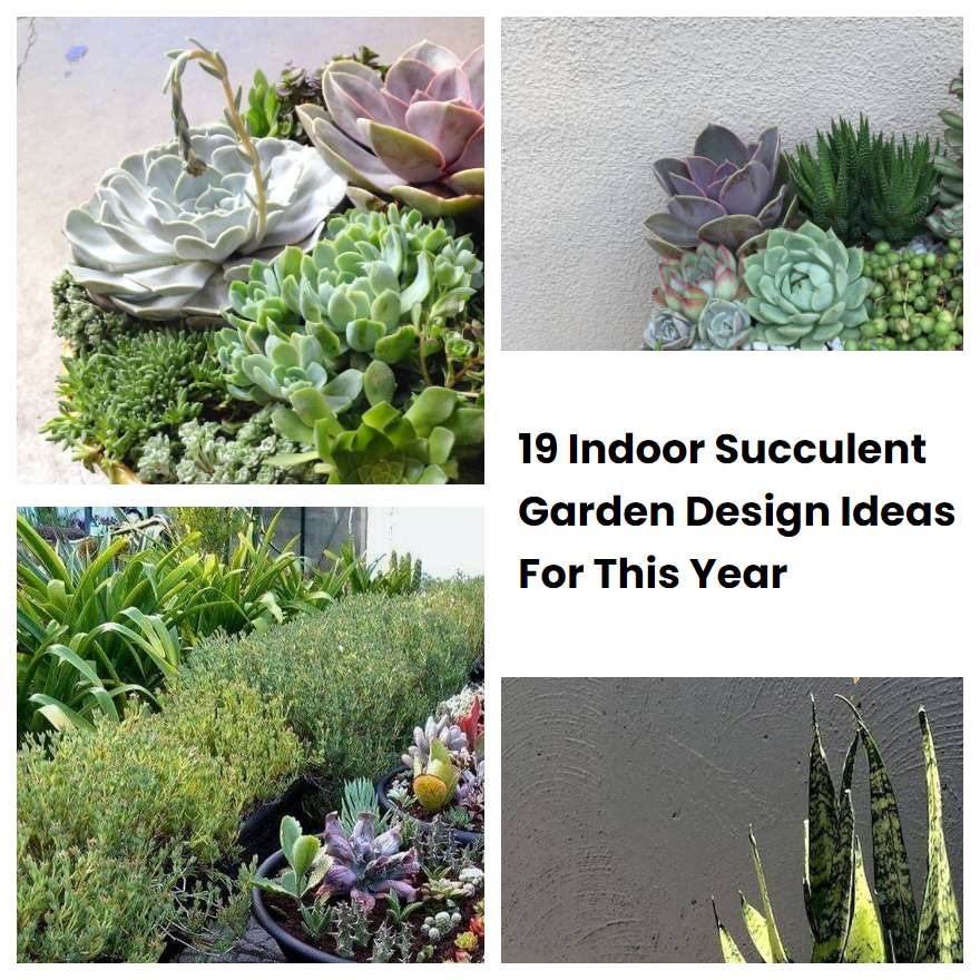 19 Indoor Succulent Garden Design Ideas For This Year