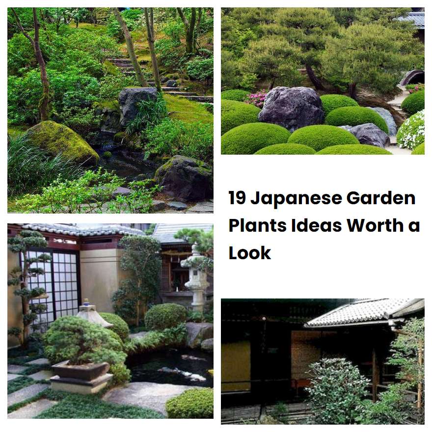 19 Japanese Garden Plants Ideas Worth a Look