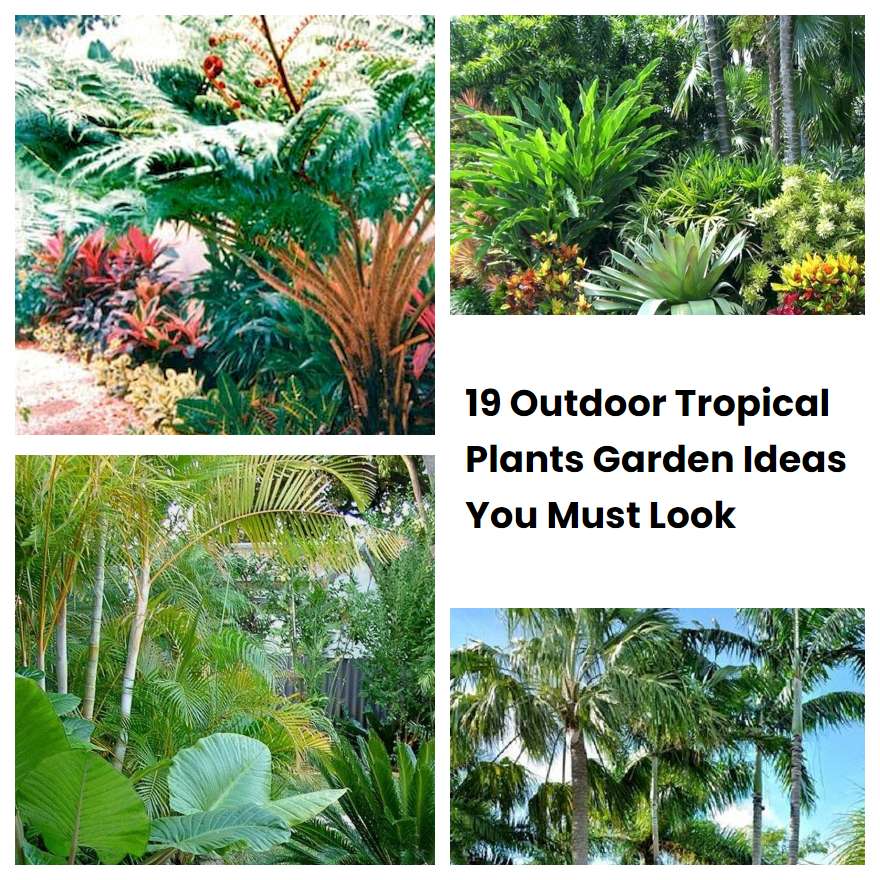 19 Outdoor Tropical Plants Garden Ideas You Must Look SharonSable