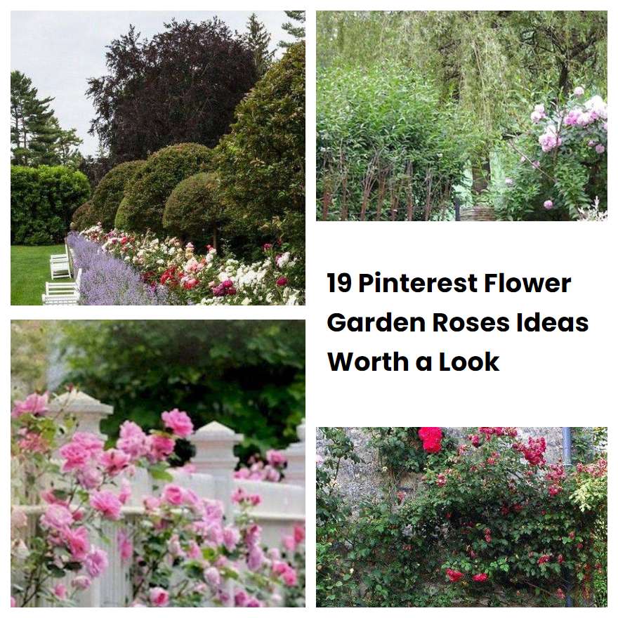19 Pinterest Flower Garden Roses Ideas Worth a Look