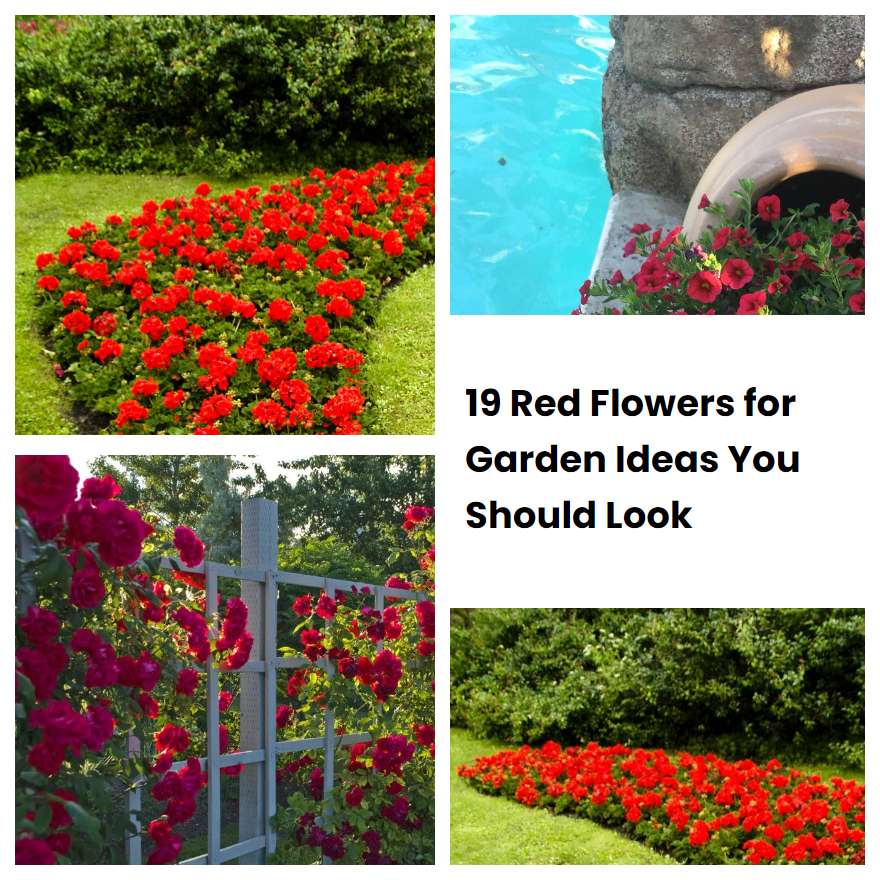 19 Red Flowers for Garden Ideas You Should Look