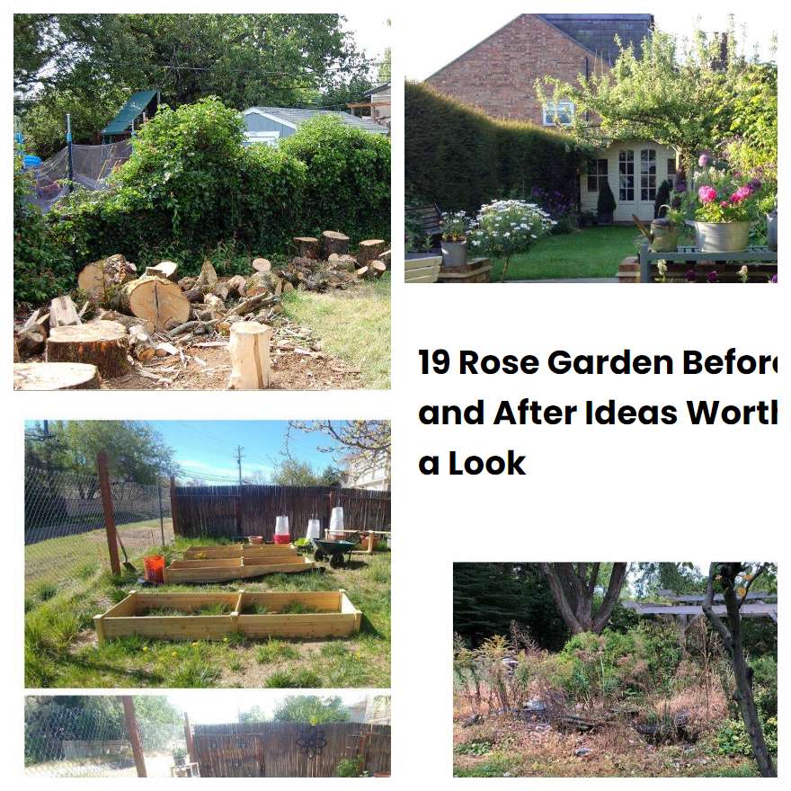 19 Rose Garden Before and After Ideas Worth a Look