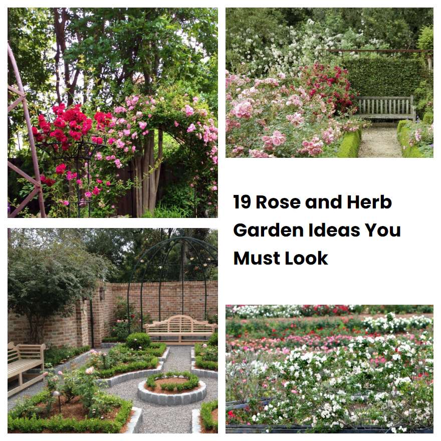 19 Rose and Herb Garden Ideas You Must Look SharonSable