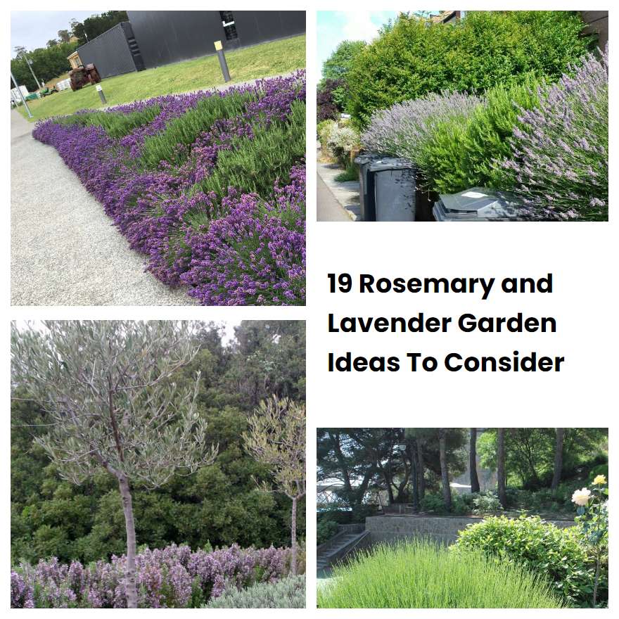 19 Rosemary and Lavender Garden Ideas To Consider