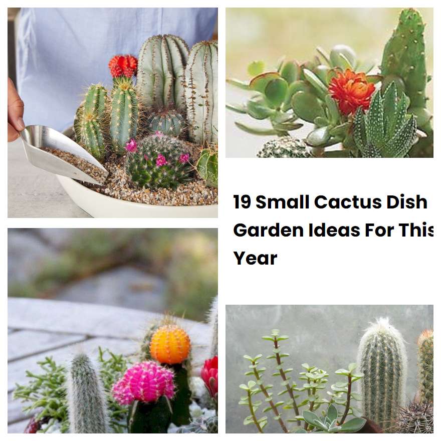 19 Small Cactus Dish Garden Ideas For This Year