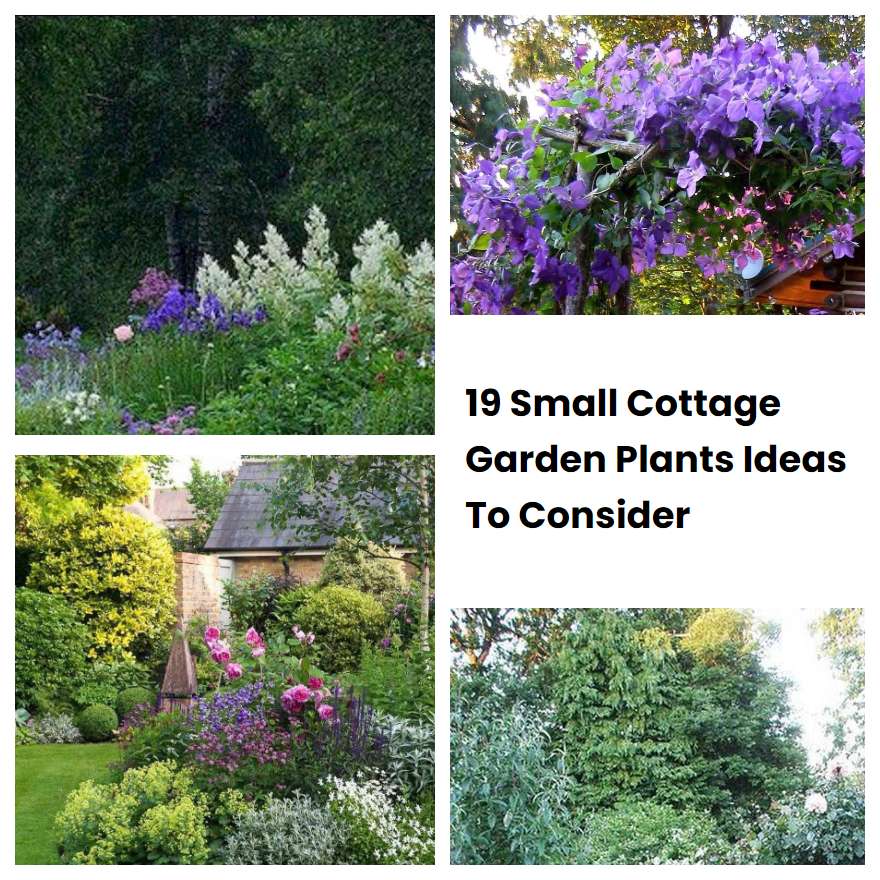 19 Small Cottage Garden Plants Ideas To Consider