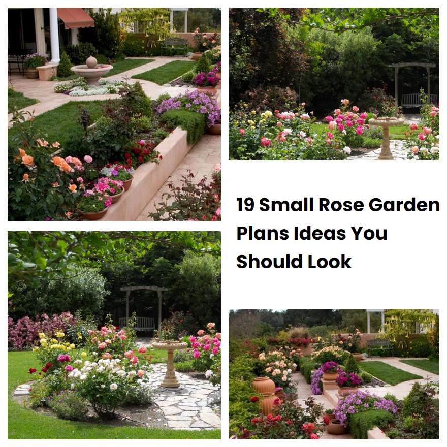 19 Small Rose Garden Plans Ideas You Should Look SharonSable