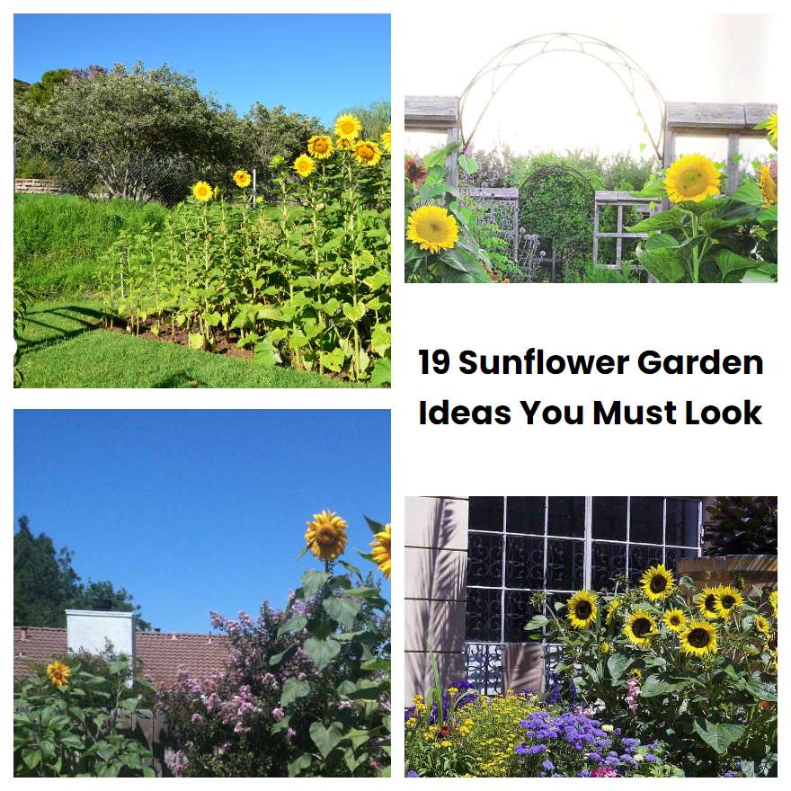 19 Sunflower Garden Ideas You Must Look