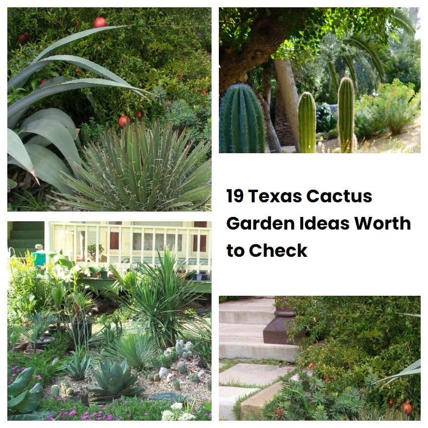 19 Texas Cactus Garden Ideas Worth to Check