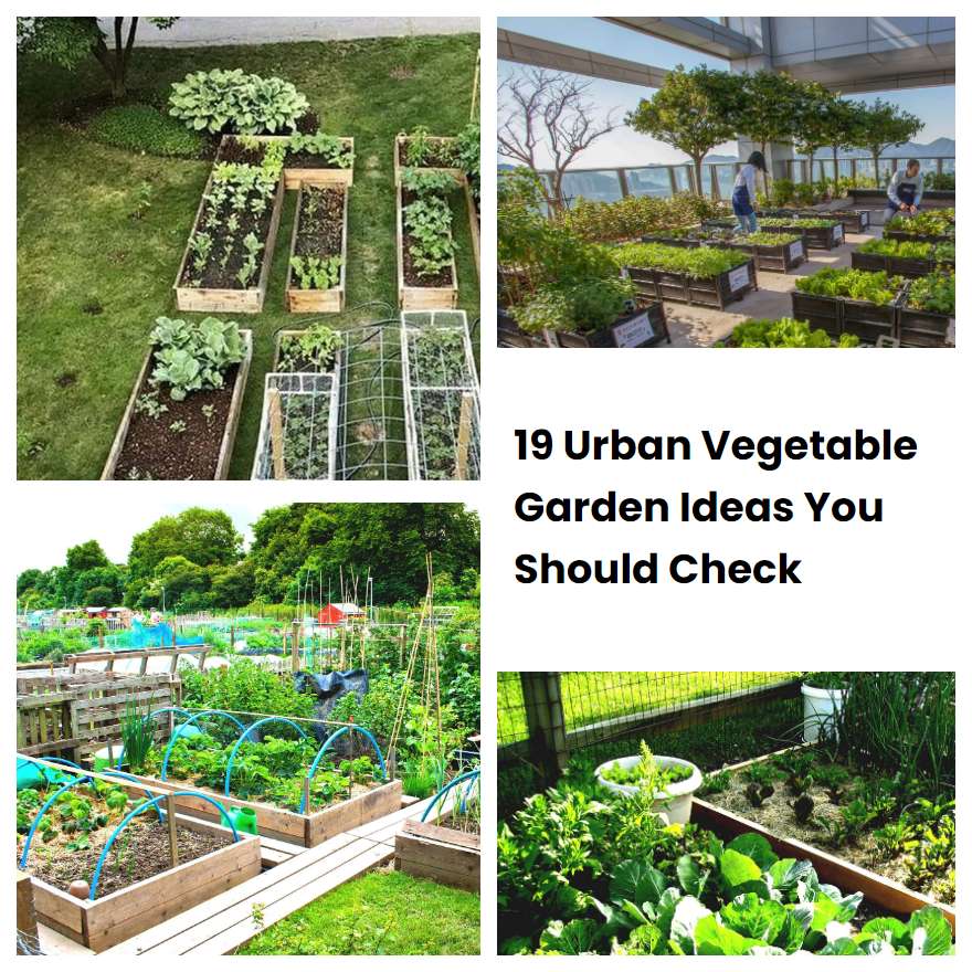 19 Urban Vegetable Garden Ideas You Should Check SharonSable