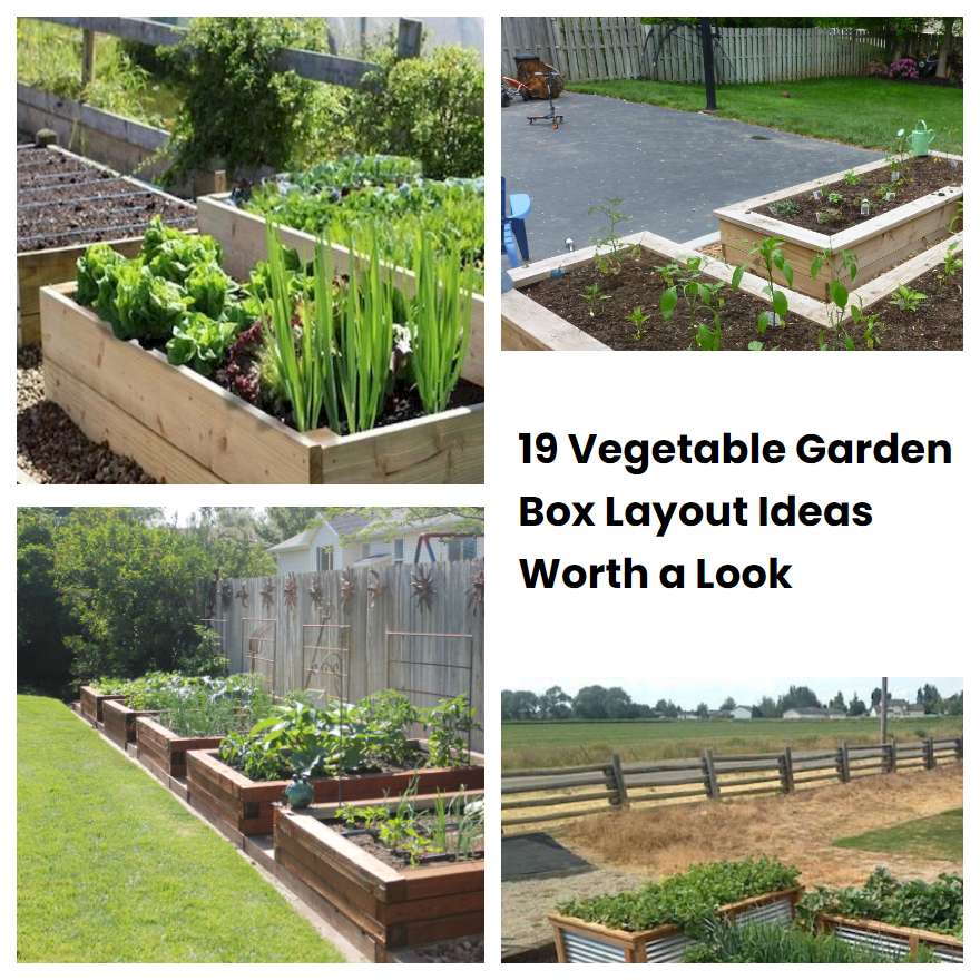 19 Vegetable Garden Box Layout Ideas Worth a Look SharonSable