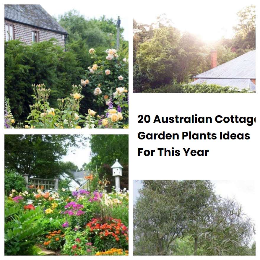 20 Australian Cottage Garden Plants Ideas For This Year SharonSable