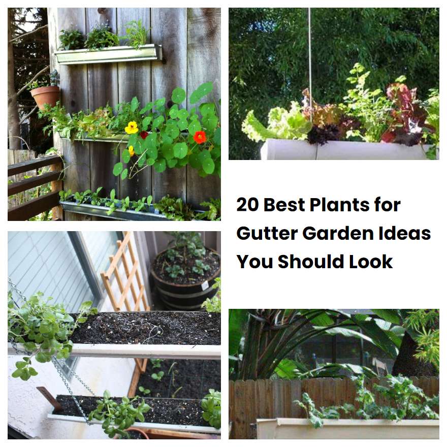 20 Best Plants for Gutter Garden Ideas You Should Look SharonSable