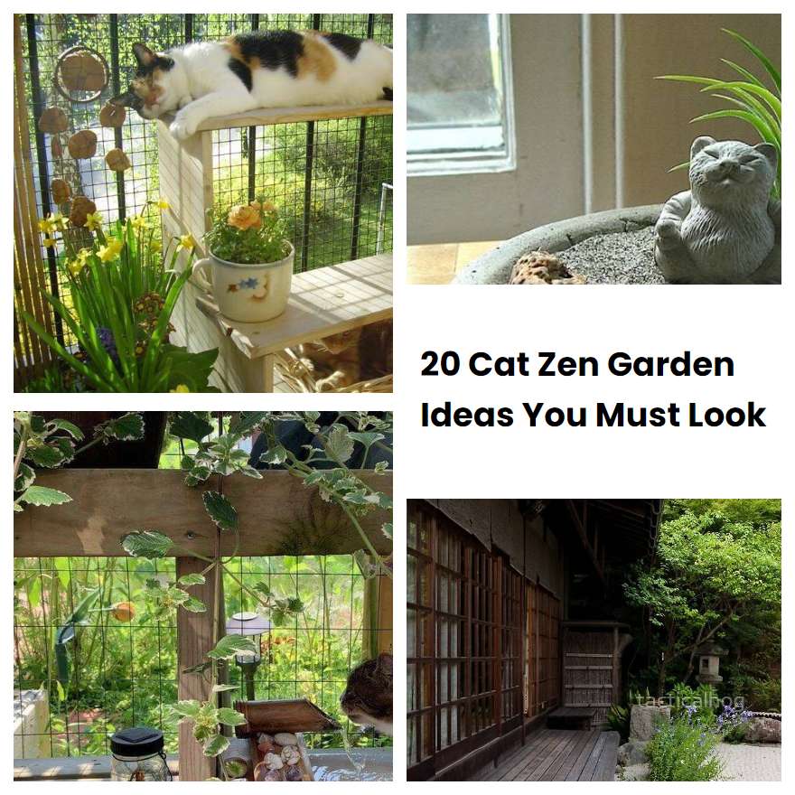 20 Cat Zen Garden Ideas You Must Look SharonSable