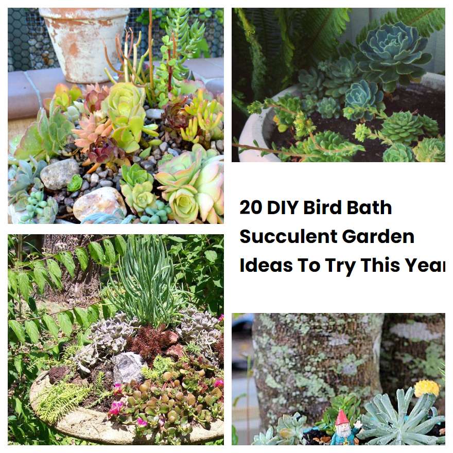 20 DIY Bird Bath Succulent Garden Ideas To Try This Year SharonSable