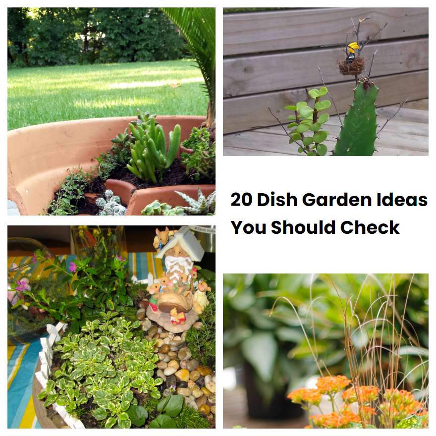 20 Dish Garden Ideas You Should Check
