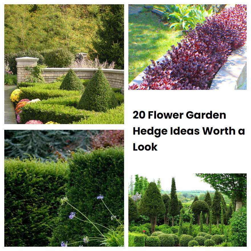 20 Flower Garden Hedge Ideas Worth a Look SharonSable