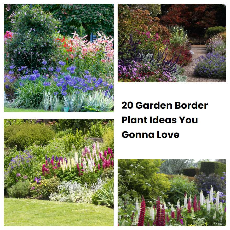 20 Garden Border Plant Ideas You Gonna Love SharonSable