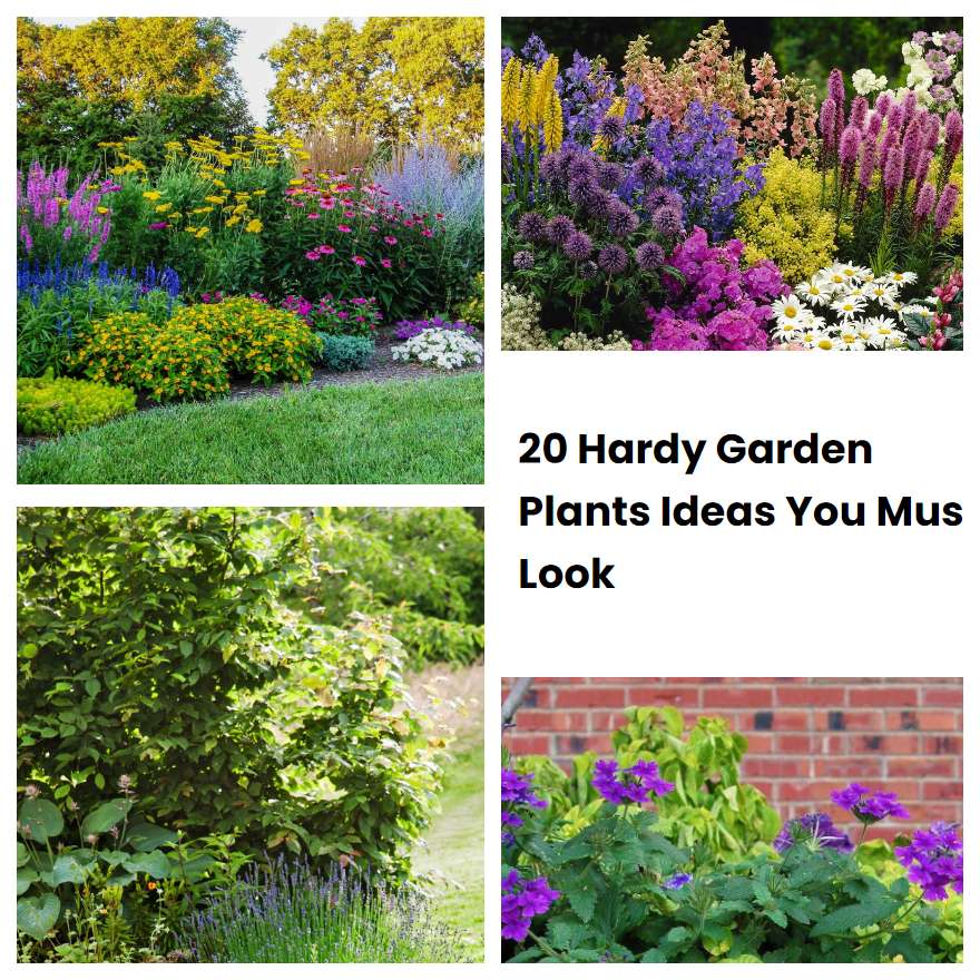 20 Hardy Garden Plants Ideas You Must Look SharonSable