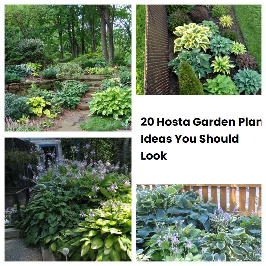 20 Hosta Garden Plan Ideas You Should Look