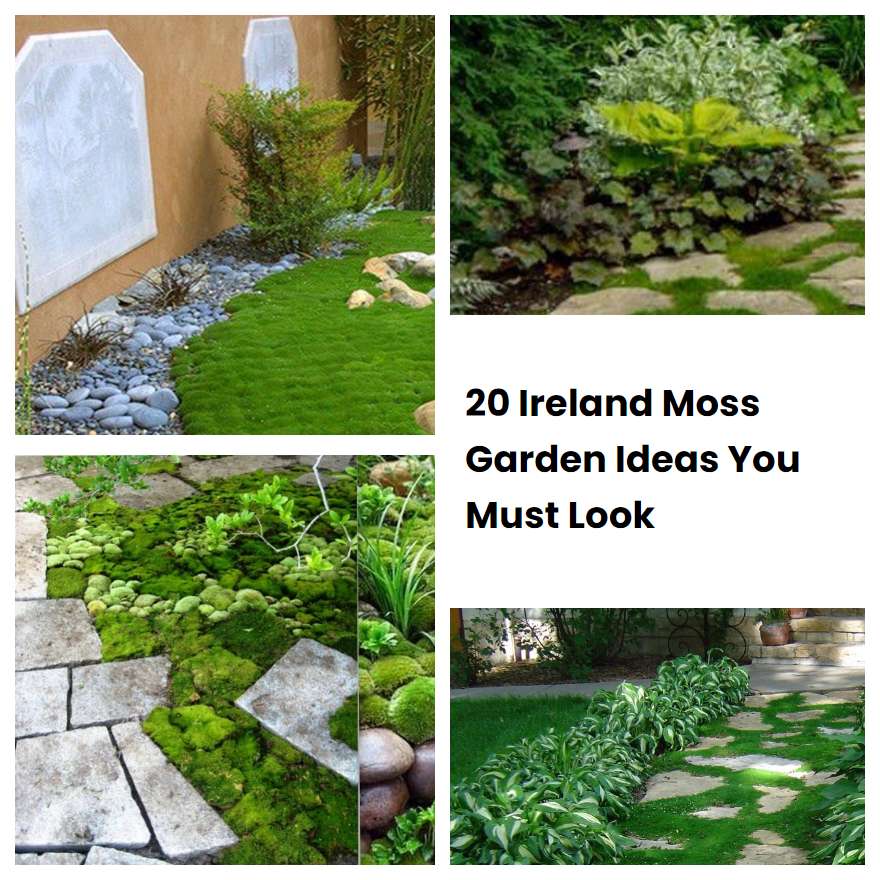 20 Ireland Moss Garden Ideas You Must Look