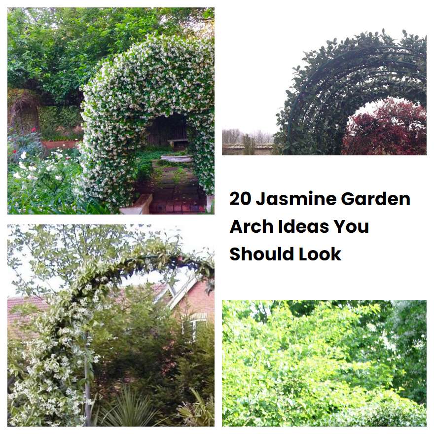 20 Jasmine Garden Arch Ideas You Should Look SharonSable