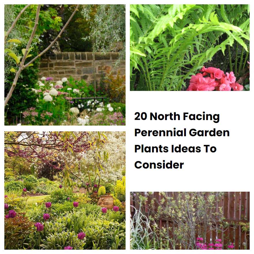 20 North Facing Perennial Garden Plants Ideas To Consider