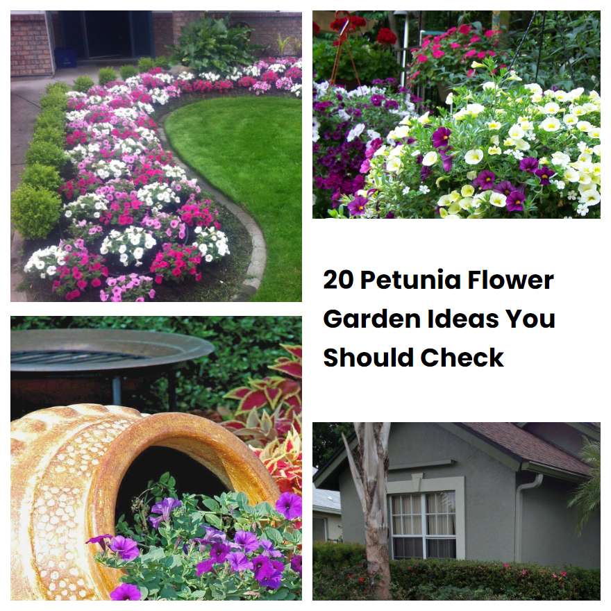 20 Petunia Flower Garden Ideas You Should Check