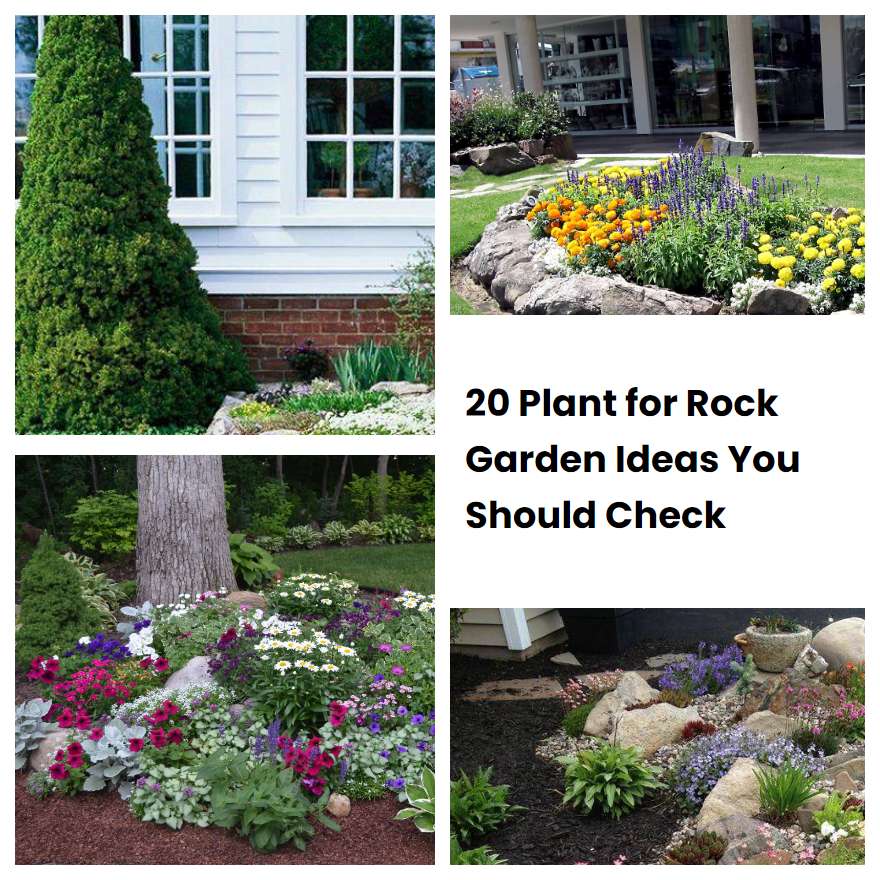 20 Plant for Rock Garden Ideas You Should Check SharonSable