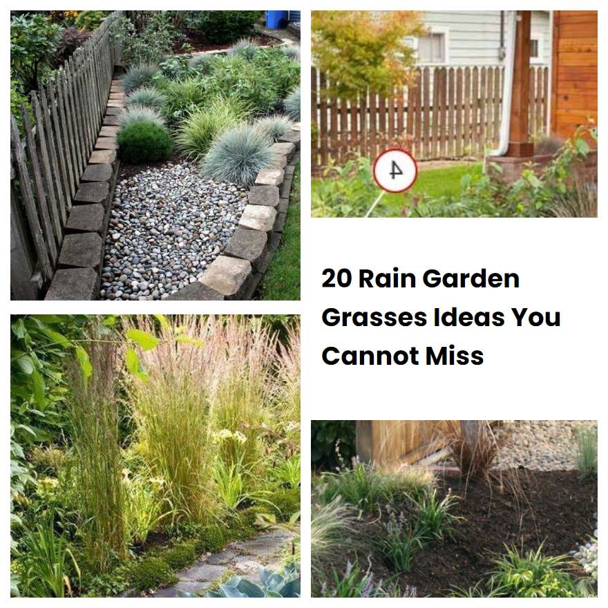 20 Rain Garden Grasses Ideas You Cannot Miss SharonSable