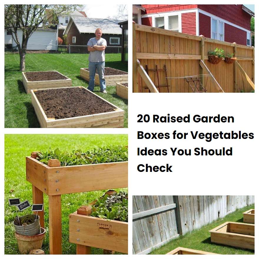 20 Raised Garden Boxes for Vegetables Ideas You Should Check SharonSable