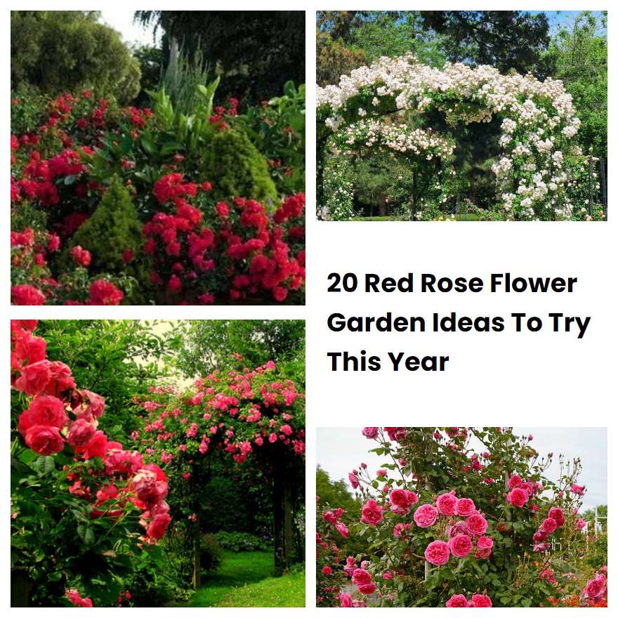 20 Red Rose Flower Garden Ideas To Try This Year SharonSable