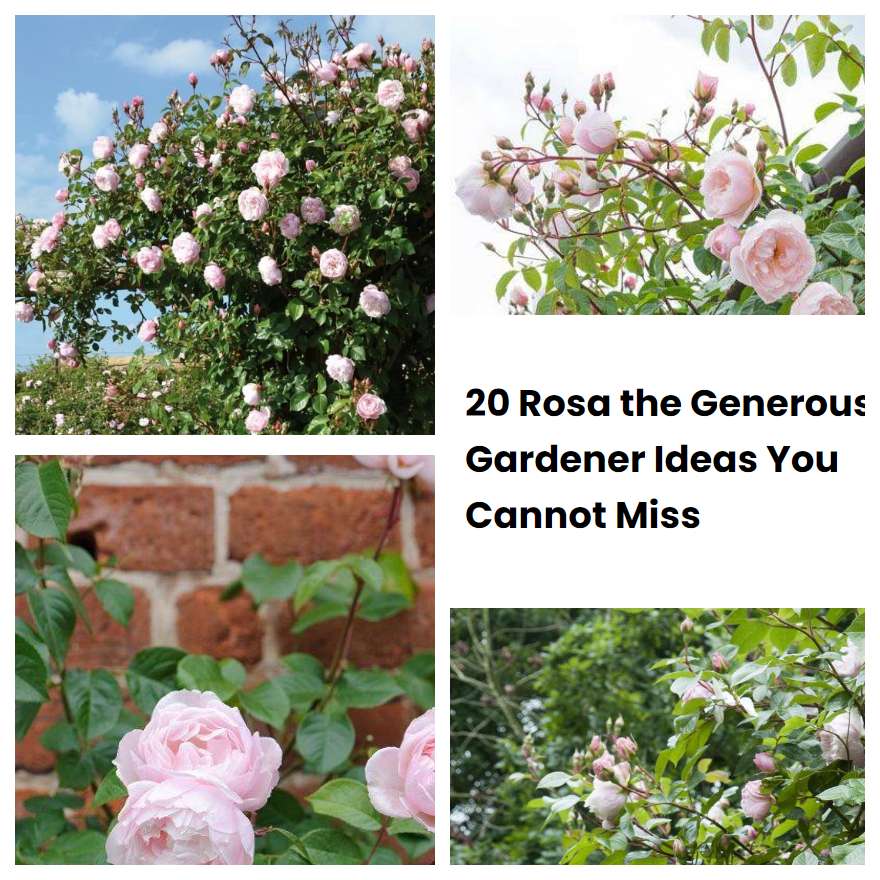 20 Rosa the Generous Gardener Ideas You Cannot Miss