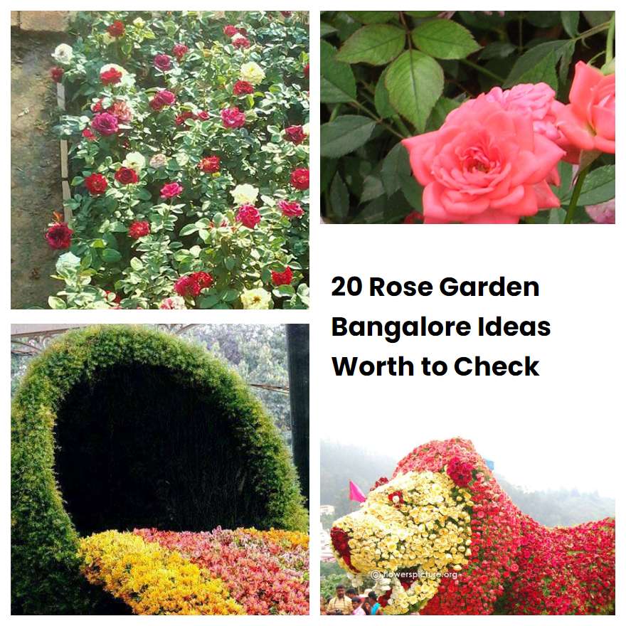 20 Rose Garden Bangalore Ideas Worth to Check SharonSable