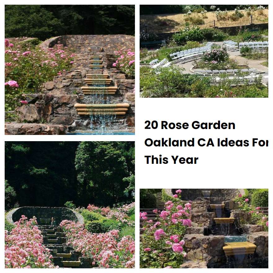 20 Rose Garden Oakland CA Ideas For This Year SharonSable