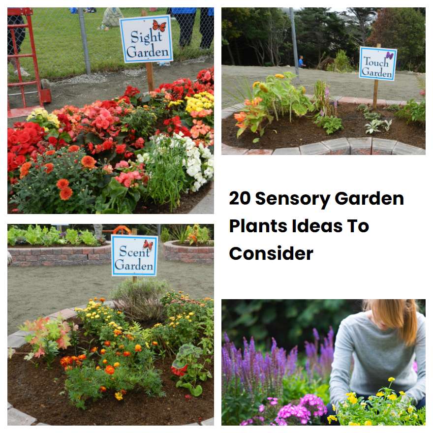 20 Sensory Garden Plants Ideas To Consider SharonSable