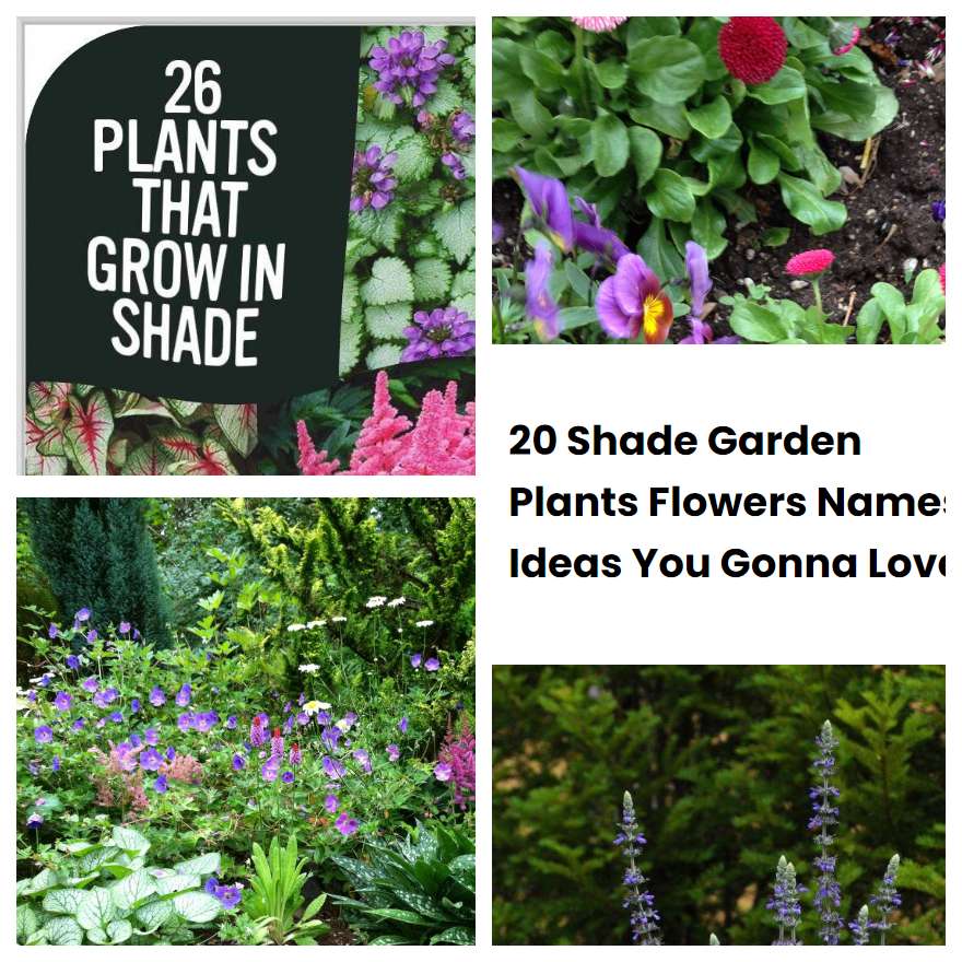 20 Shade Garden Plants Flowers Names Ideas You Gonna Love
