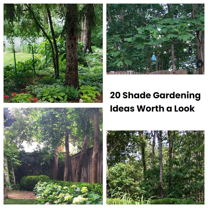 20 Shade Gardening Ideas Worth a Look
