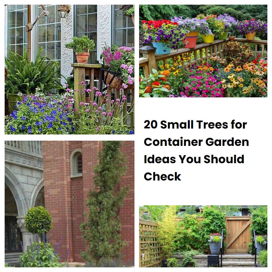 20 Small Trees for Container Garden Ideas You Should Check SharonSable