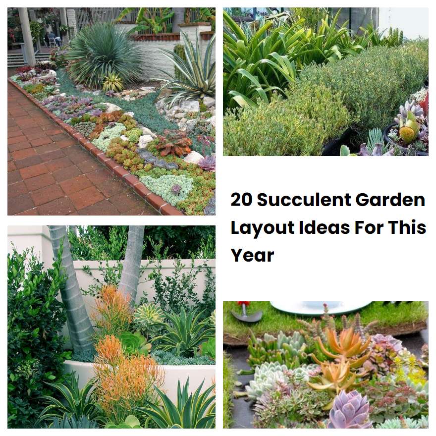 20 Succulent Garden Layout Ideas For This Year