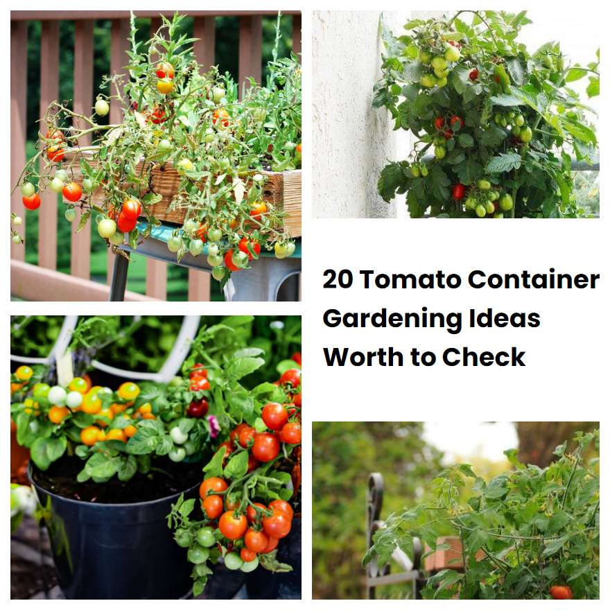 20 Tomato Container Gardening Ideas Worth to Check SharonSable