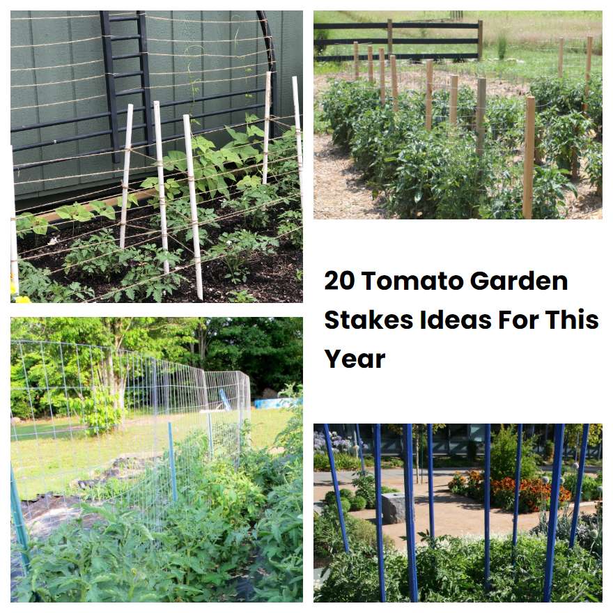 20 Tomato Garden Stakes Ideas For This Year SharonSable