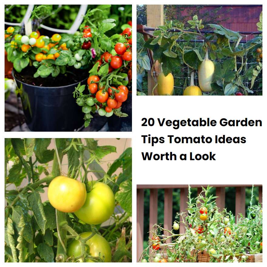 20 Vegetable Garden Tips Tomato Ideas Worth a Look