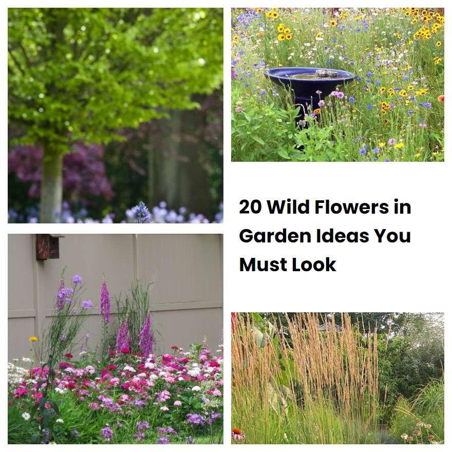 20 Wild Flowers in Garden Ideas You Must Look
