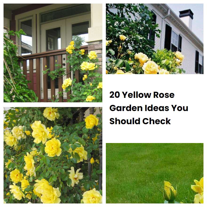 20 Yellow Rose Garden Ideas You Should Check