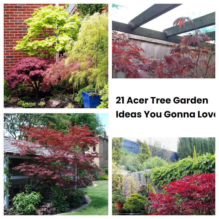 21 Acer Tree Garden Ideas You Gonna Love