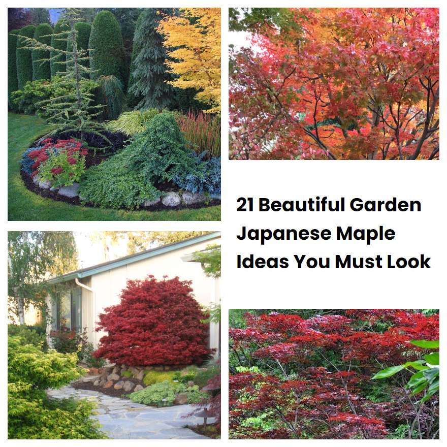 21 Beautiful Garden Japanese Maple Ideas You Must Look