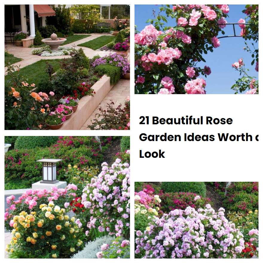 21 Beautiful Rose Garden Ideas Worth a Look