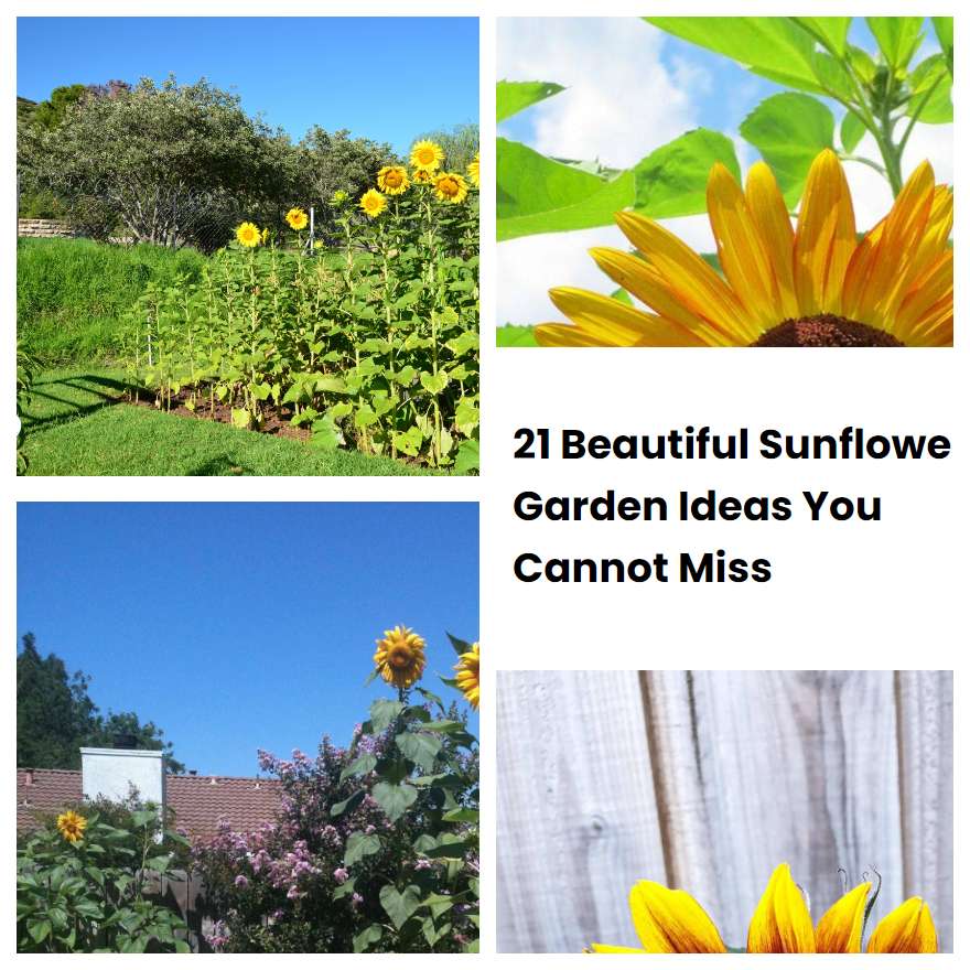 21 Beautiful Sunflower Garden Ideas You Cannot Miss