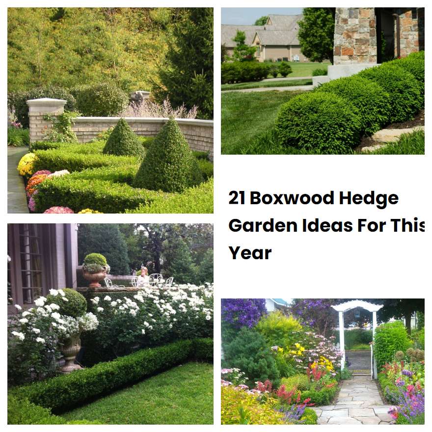 21 Boxwood Hedge Garden Ideas For This Year SharonSable